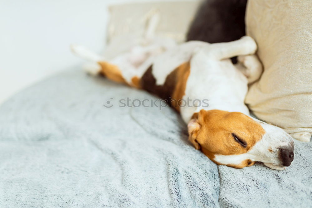 Similar – Image, Stock Photo cute dog sleeping on bed, white sheets.morning