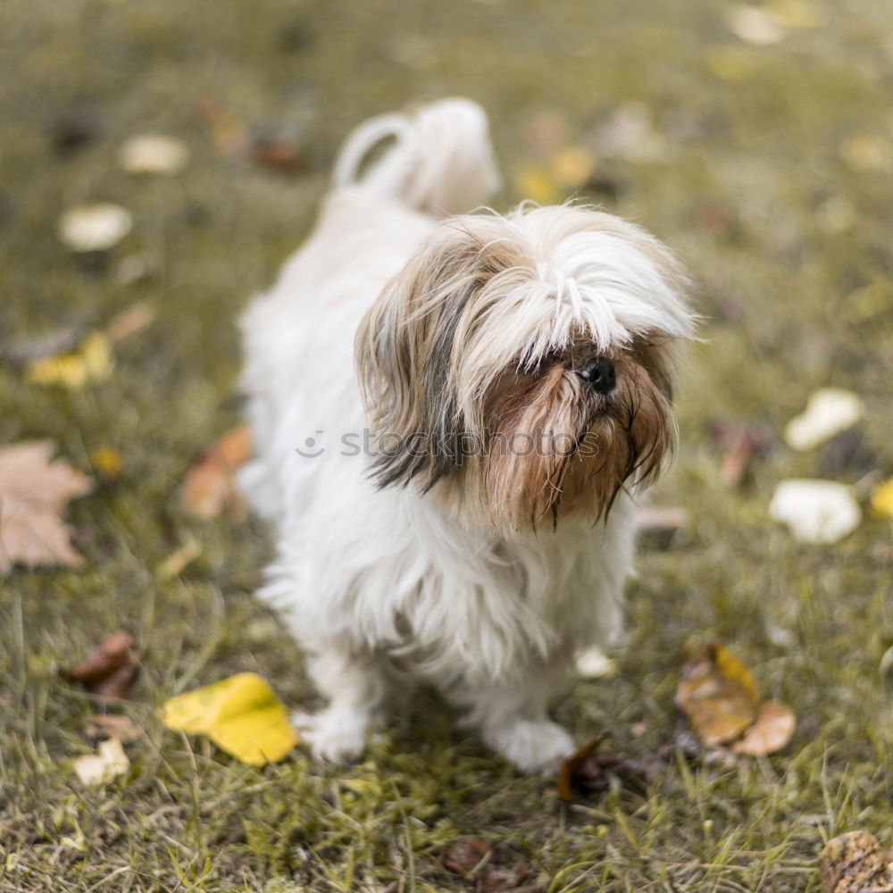 Similar – Foto Bild Kleiner Herbststurm Freude