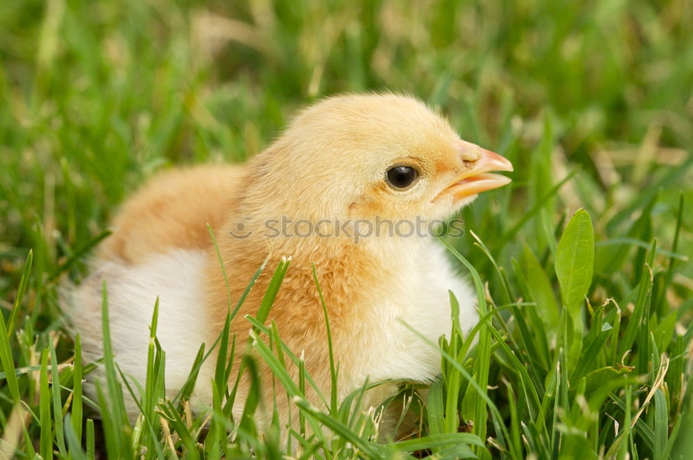 Similar – baby-chicken Animal