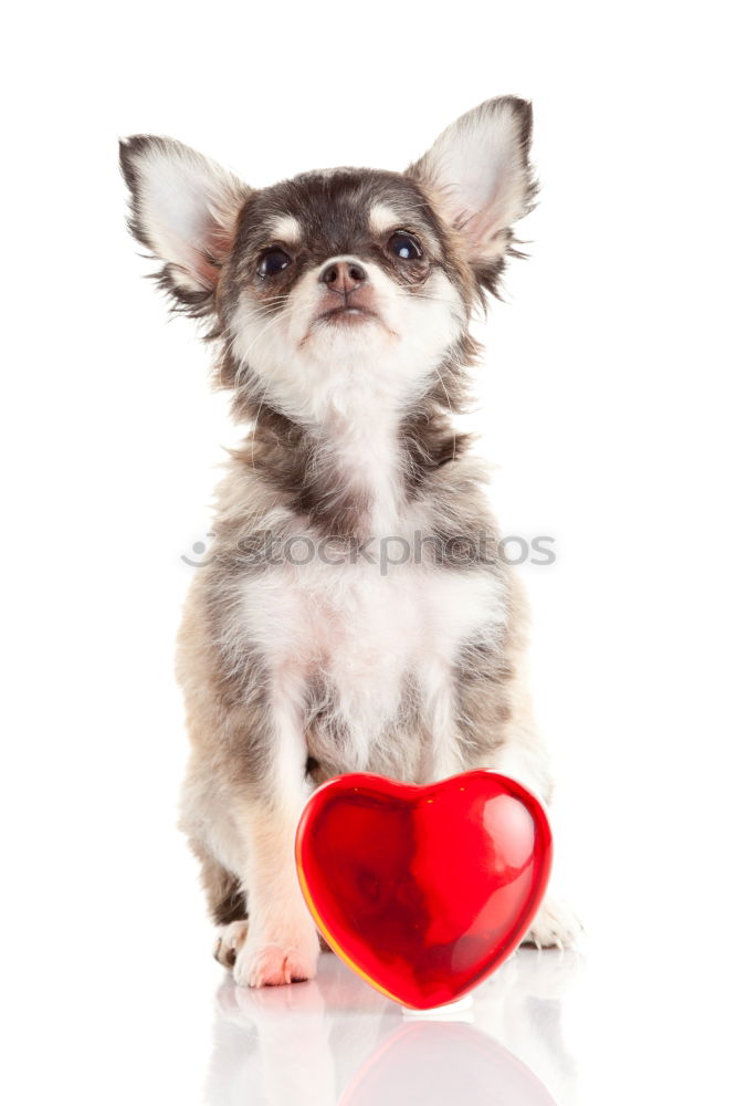 Similar – portrait of a cute dog sitting on bed with a red heart.