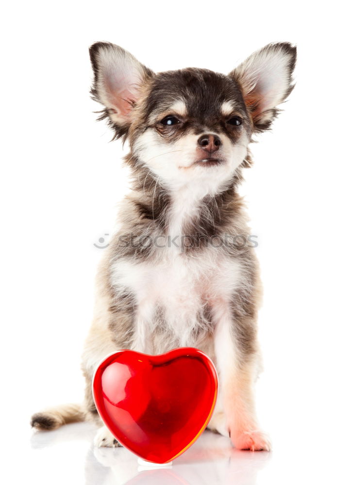 Similar – portrait of a cute dog sitting on bed with a red heart.