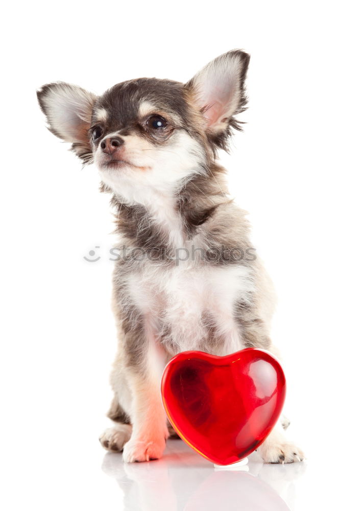 Similar – portrait of a cute dog sitting on bed with a red heart.