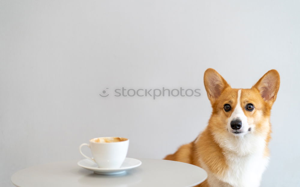 Similar – Hungry dog in front of an empty dog bowl