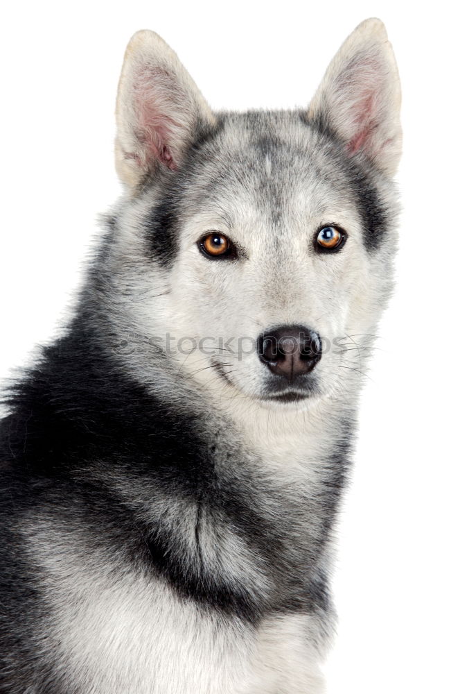 Similar – Dog face close up siberian husky