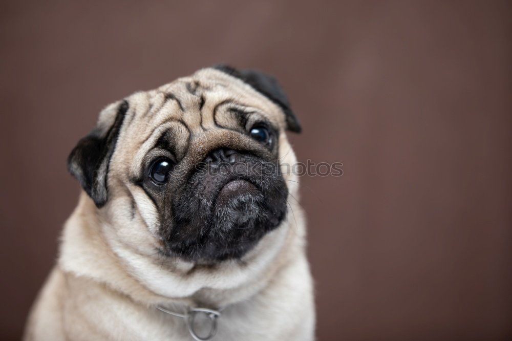 Similar – Cute and sad Pug Dog sitting