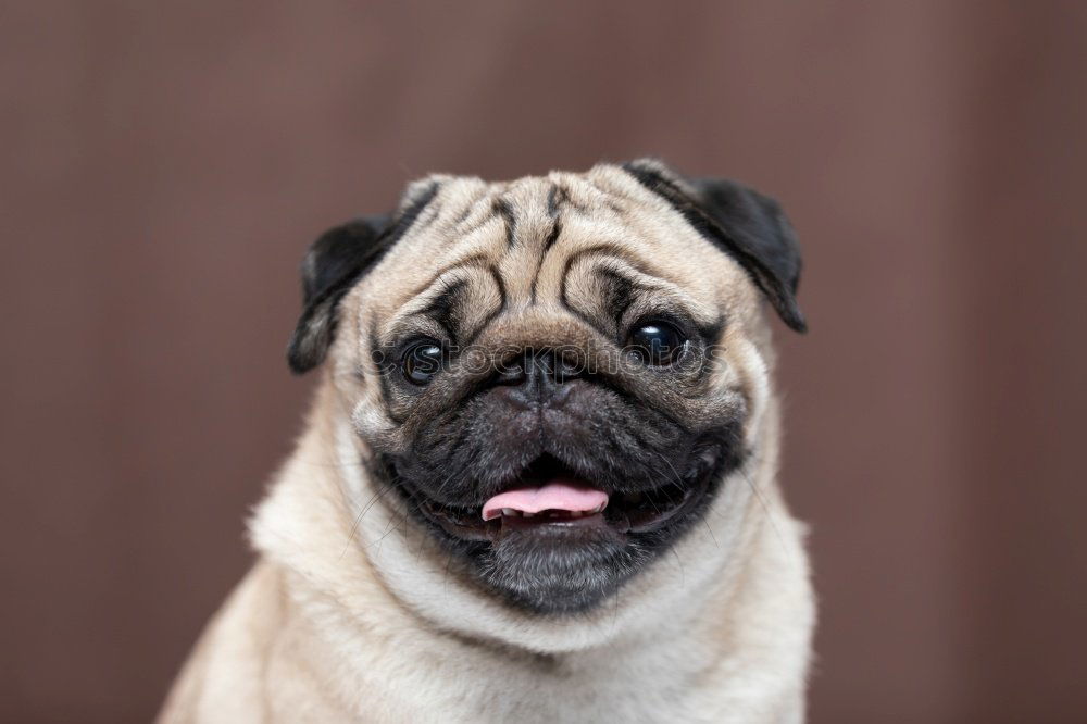 Similar – Cute and sad Pug Dog sitting