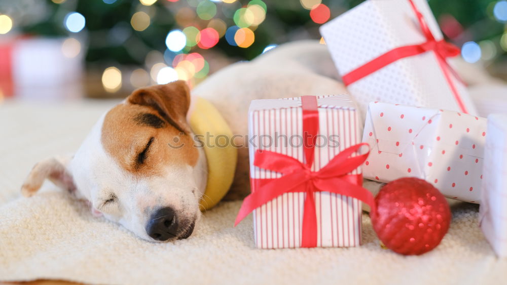 Similar – Kleiner Terrier Hund mit einer roten Weihnachtsmütze