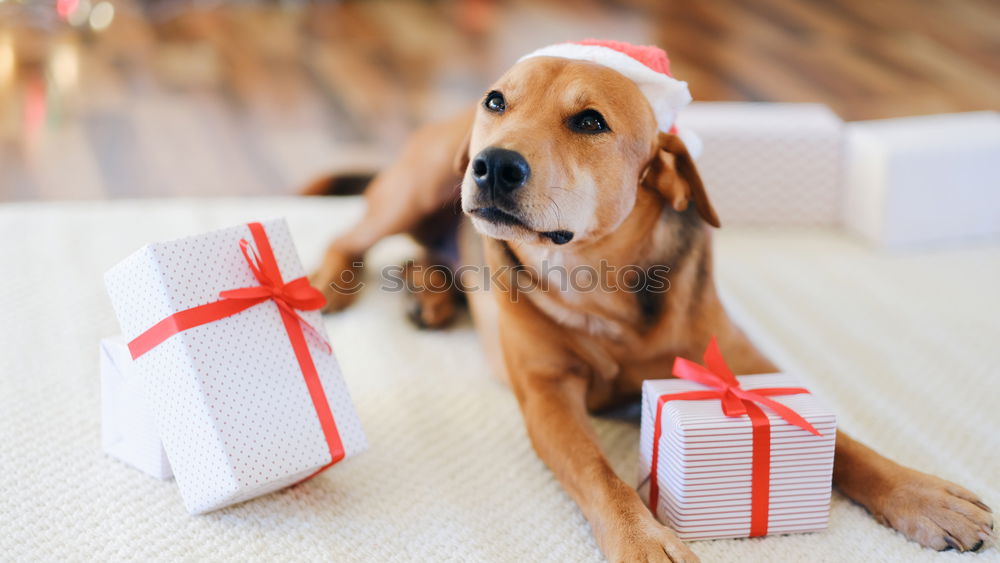 Similar – Image, Stock Photo Little Christmas Dog