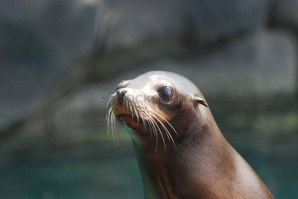 Similar – Auf dem Laufsteg Otter