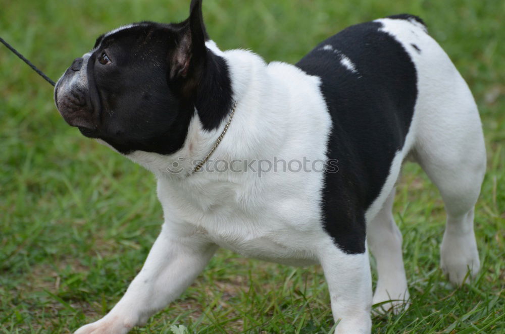 Similar – Image, Stock Photo bull terrier Animal Pet