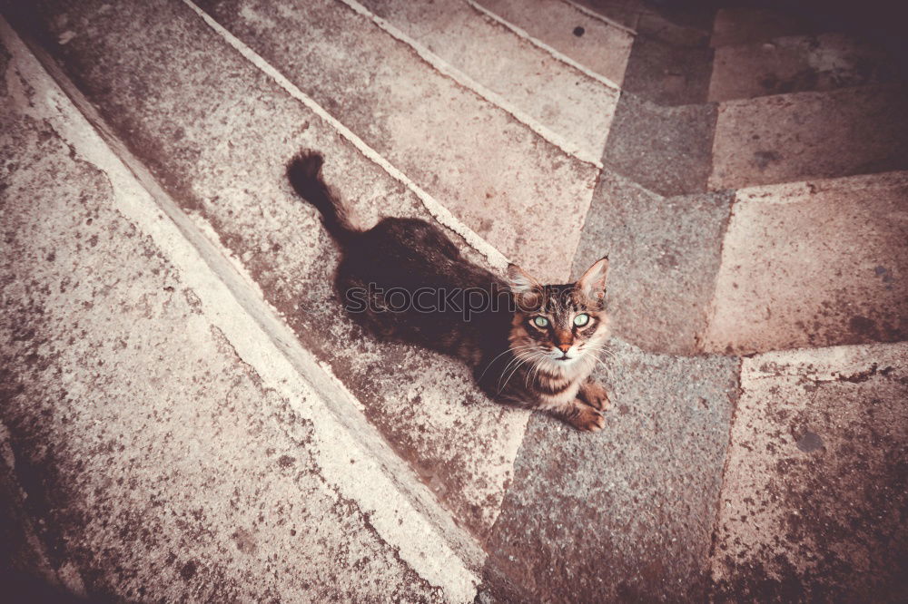 Image, Stock Photo Cat from above Black Gray