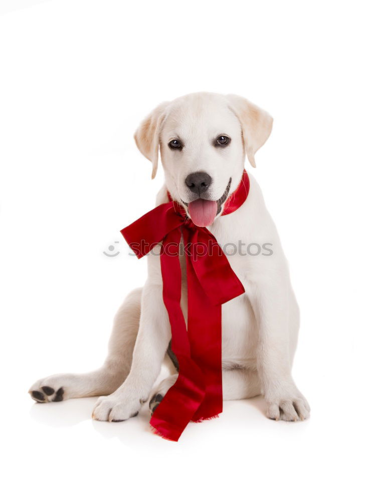 Similar – Image, Stock Photo Little Christmas Dog