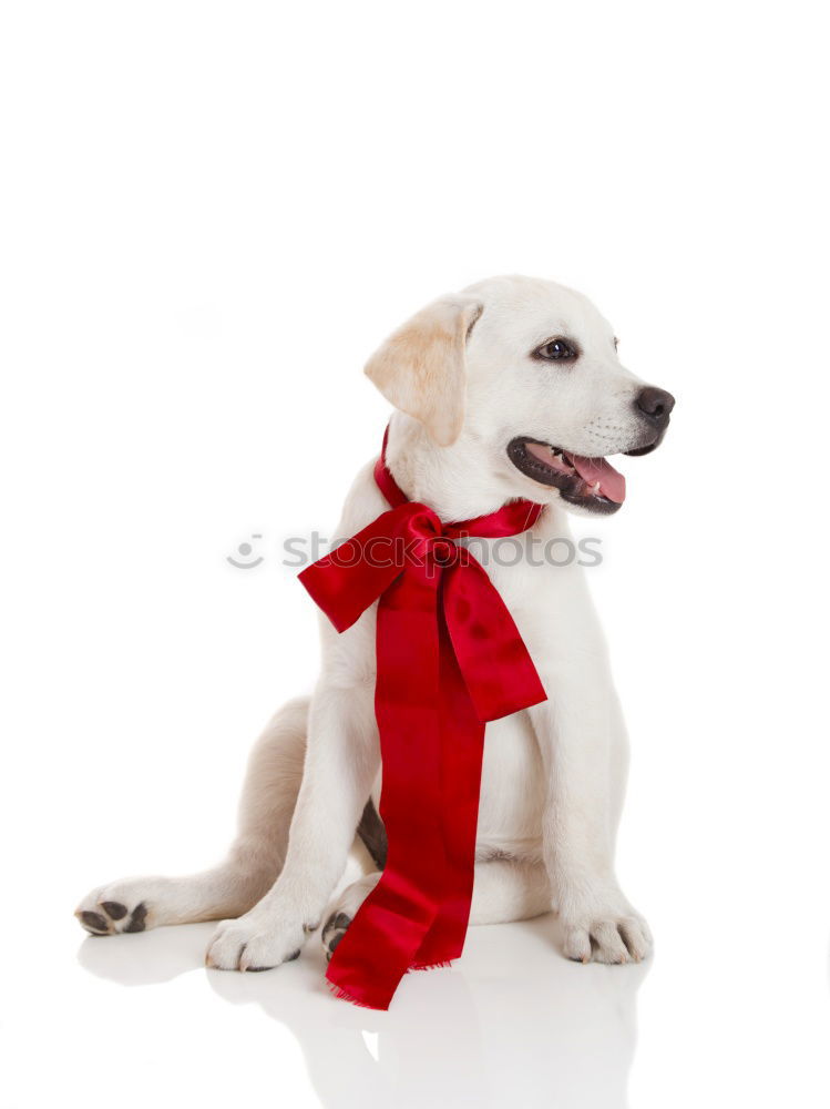 Similar – Image, Stock Photo cute young small white dog wearing a modern bowtie. Sitting on the wood floor and looking at the camera.White background. Pets indoors