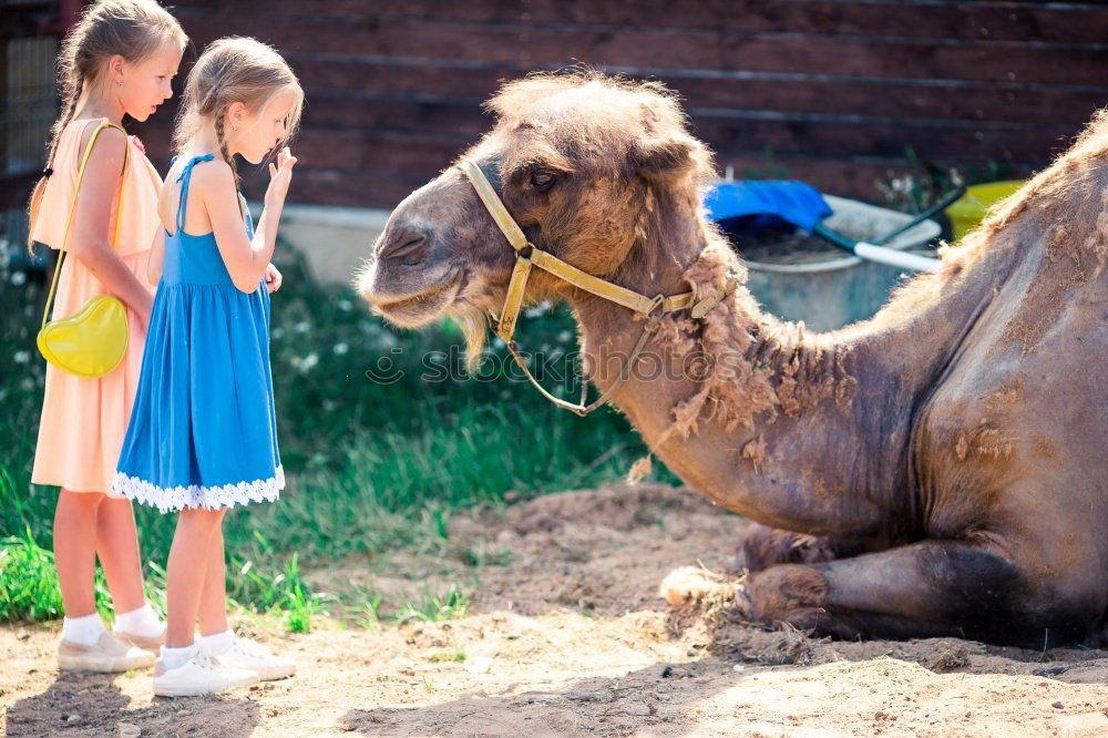 Similar – Image, Stock Photo Kid with animal Lifestyle