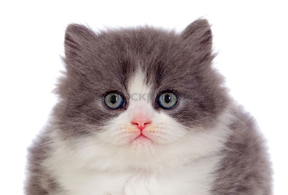 Similar – Foto Bild sweet cat (colour)