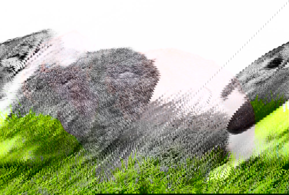 Similar – Image, Stock Photo be on the lookout Easter