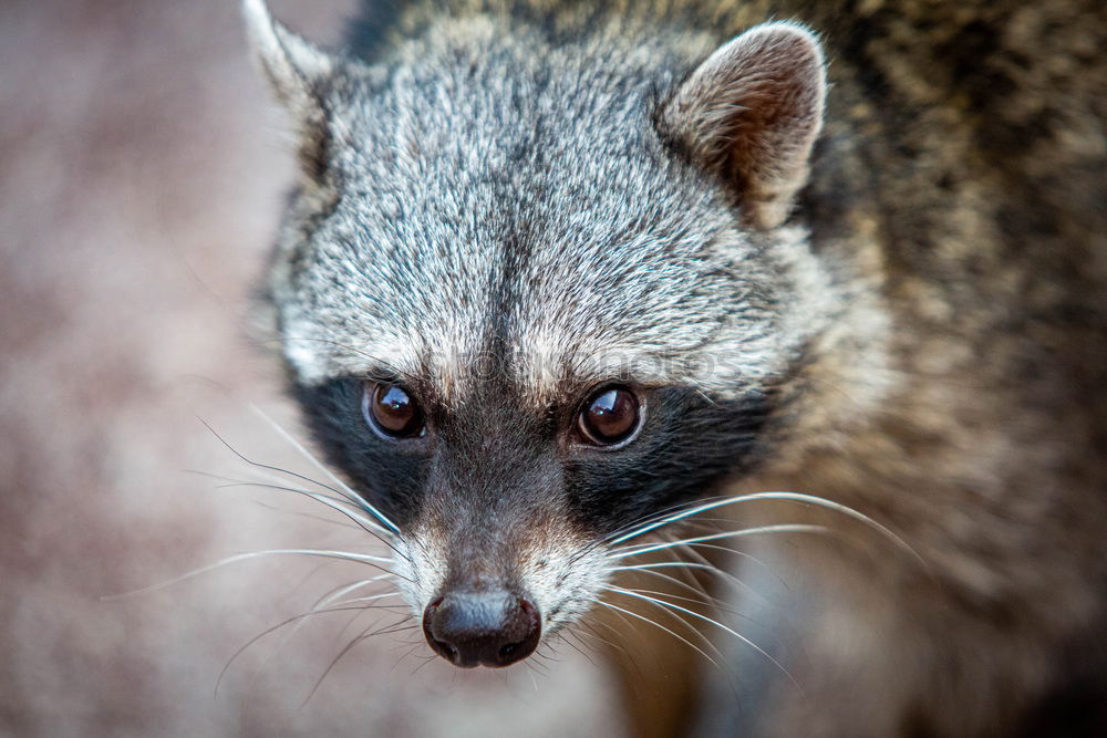 Similar – raccoon couple, together we are strong