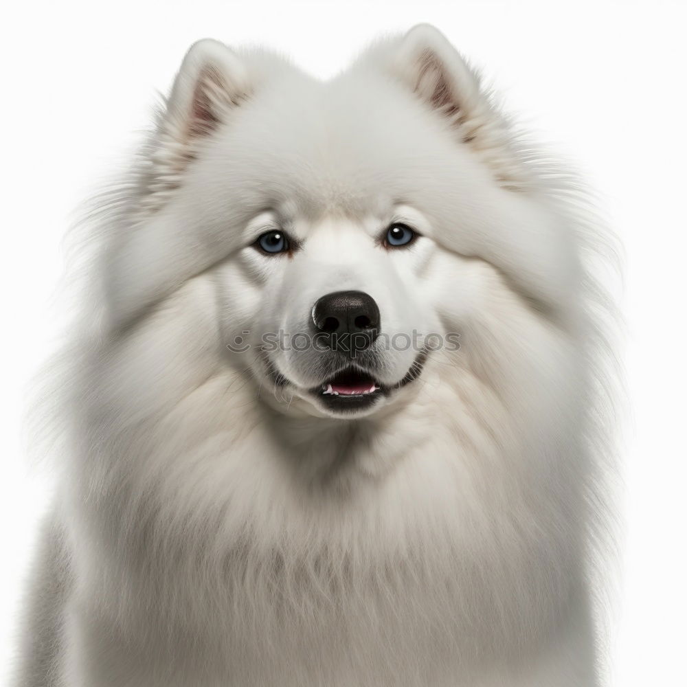 Similar – Image, Stock Photo This look… Dog portrait