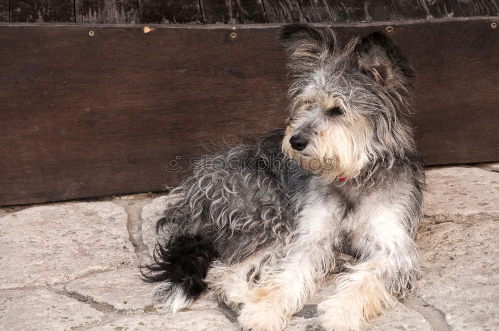 Similar – Foto Bild CO-ABHÄNGIGKEIT Hund Theke