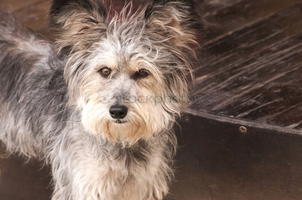 Similar – Foto Bild CO-ABHÄNGIGKEIT Hund Theke