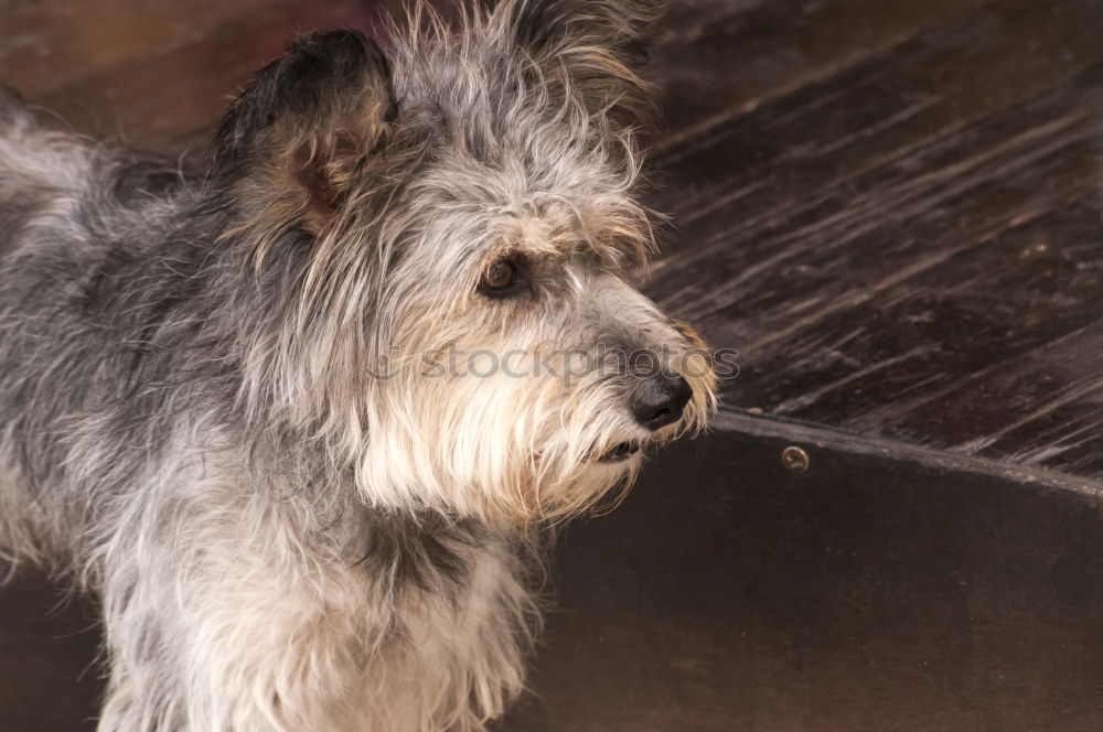 Foto Bild CO-ABHÄNGIGKEIT Hund Theke