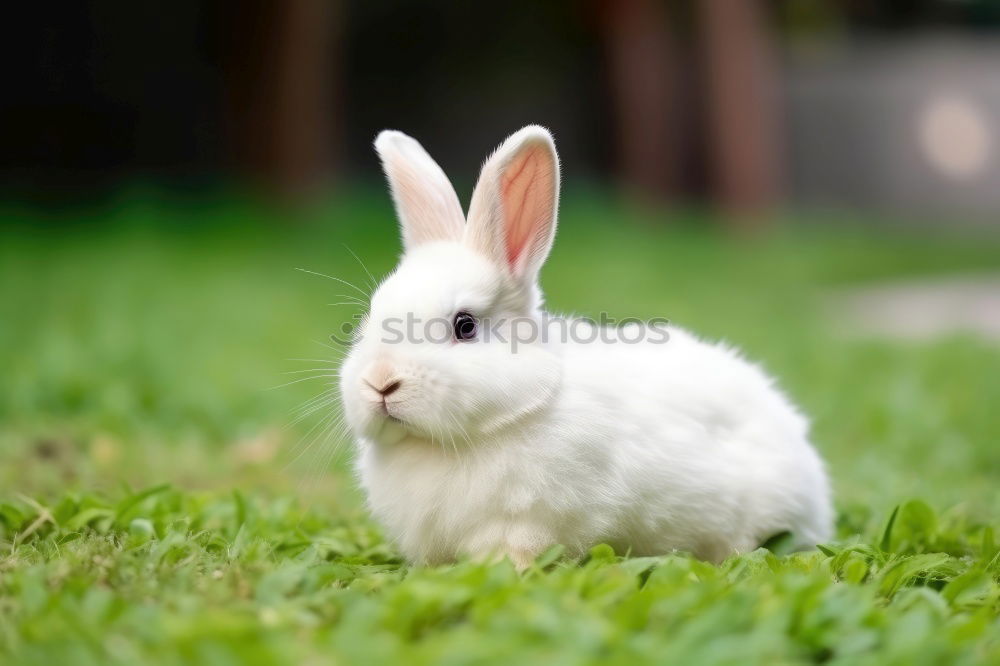 Similar – Image, Stock Photo A handful of sugar II Girl