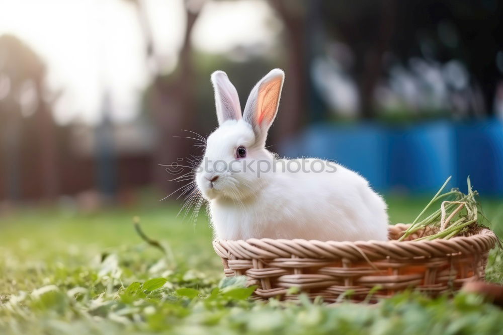 Similar – Image, Stock Photo Little hare and chicken eggs