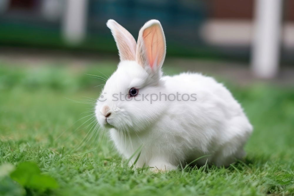 Similar – Image, Stock Photo Green preferred Grass