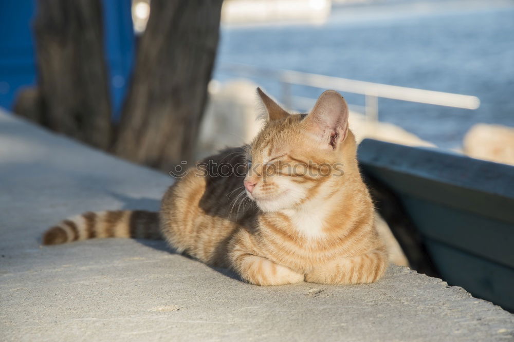 Similar – Street cat in Greece