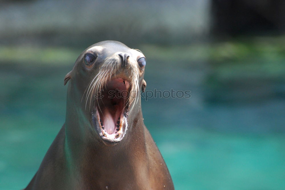 Similar – Screaming/Calling Seal