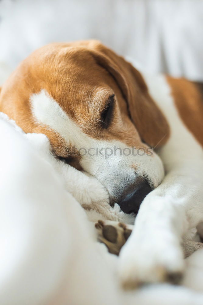 Similar – cute small dog lying on bed. Pets indoors. Relax concept