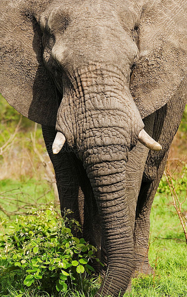 Similar – Laughing Elephant Tusk