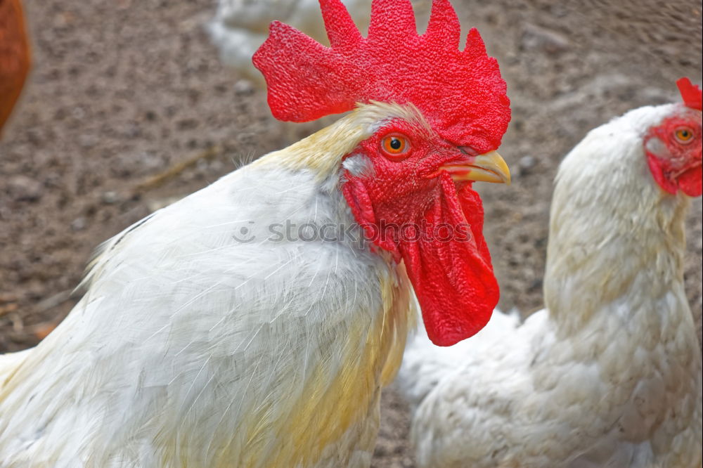 Similar – Image, Stock Photo Cock (Güggel) Animal