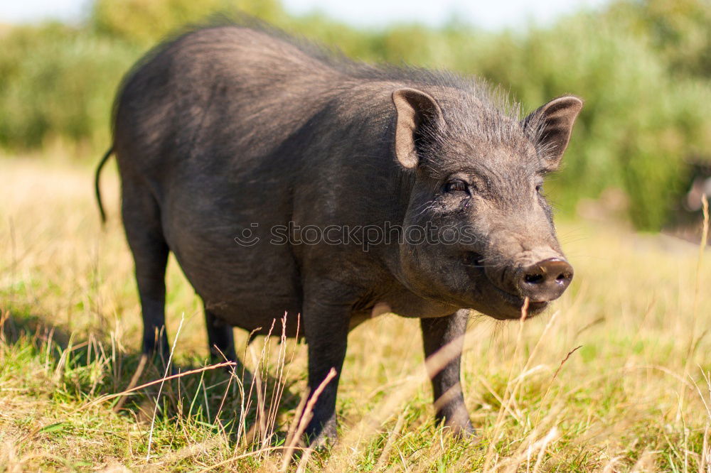 Similar – Portrait of a wild boar