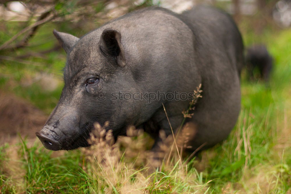 Portrait of a wild boar