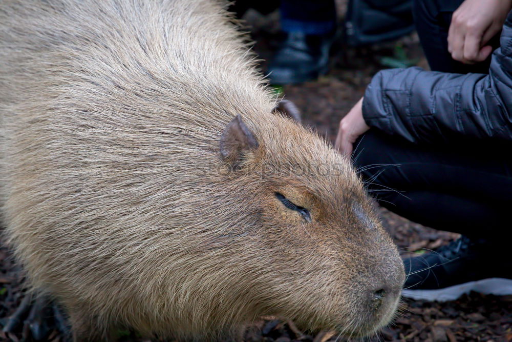 Similar – Image, Stock Photo A hedgehog in front of blurred background held by two hands