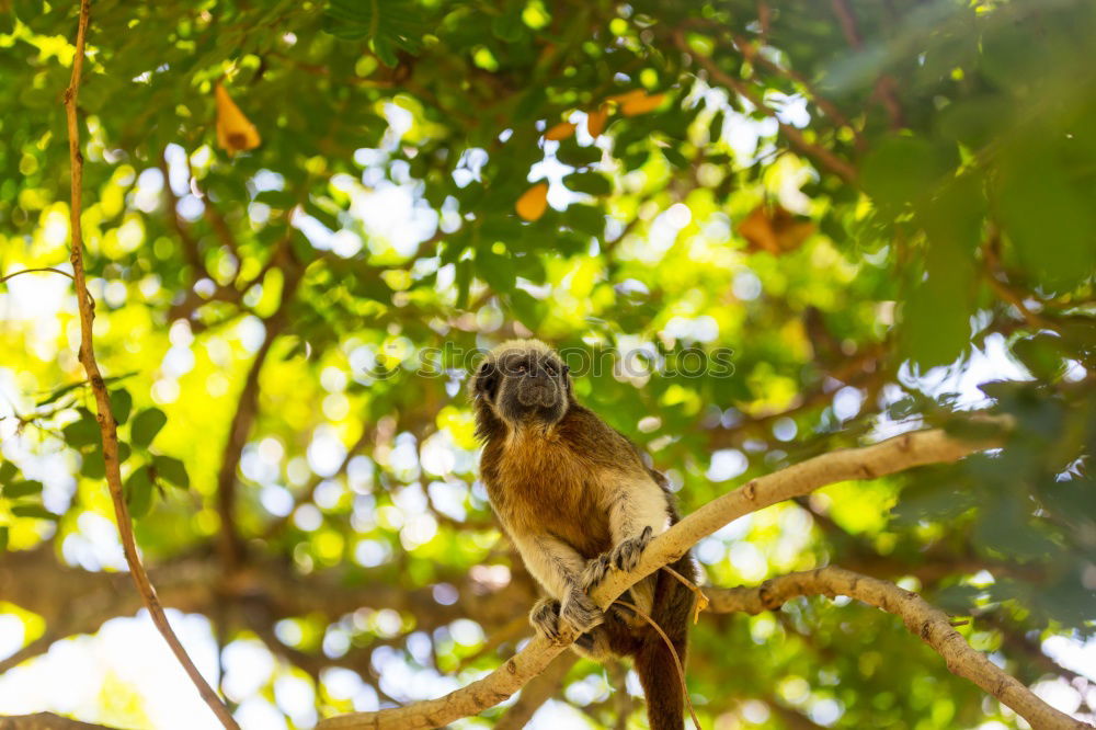 Similar – Image, Stock Photo In the rain tree a chick sat