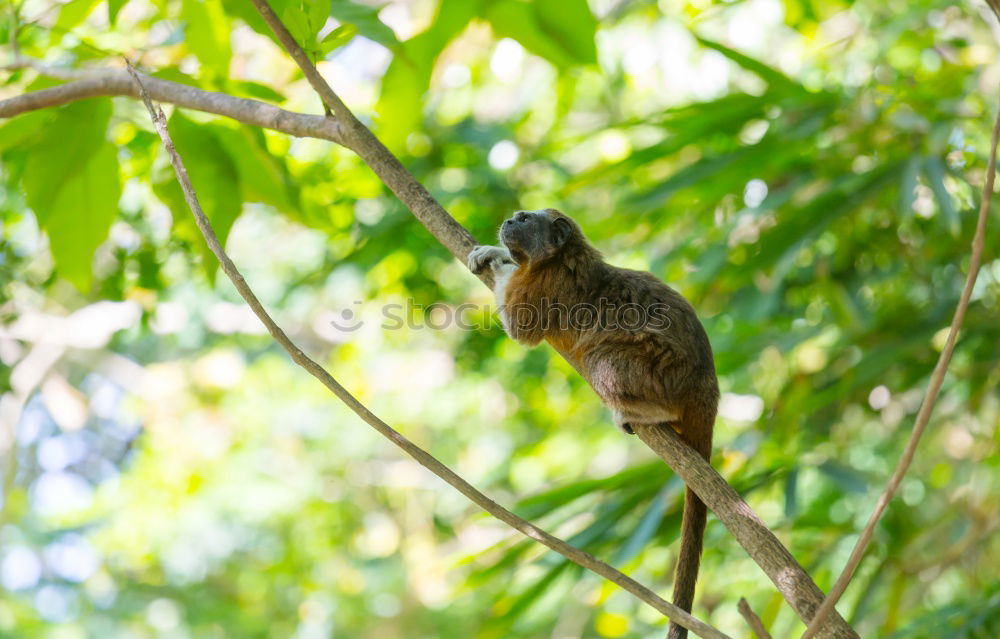 Similar – Image, Stock Photo Star with insects in the beak