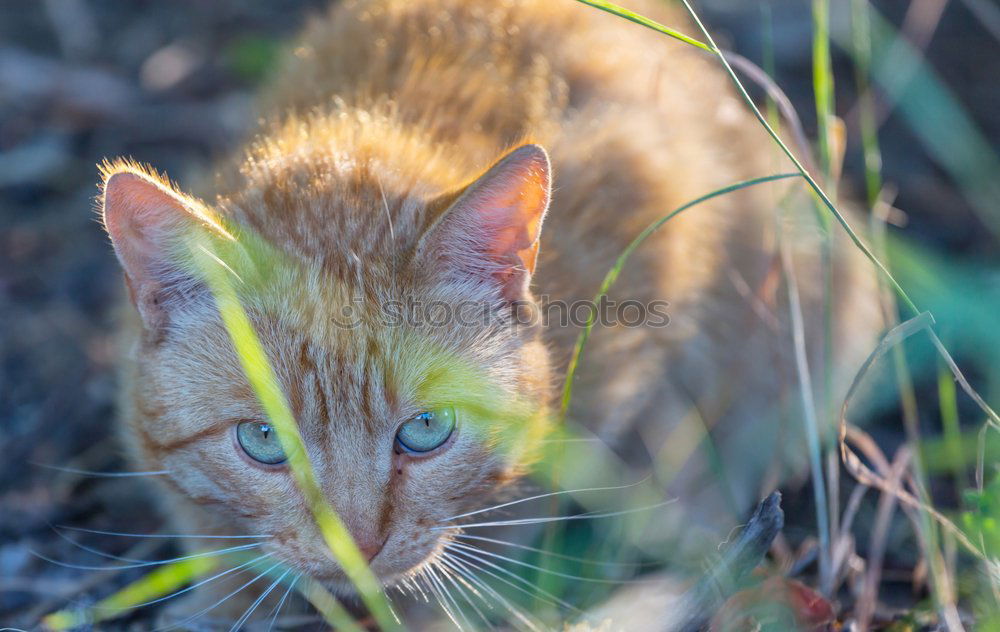 Similar – Image, Stock Photo Encounter with a cat in the grass