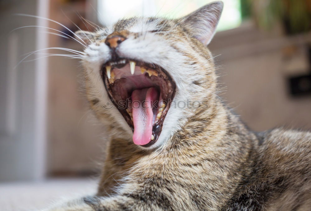 Similar – Image, Stock Photo red adult cat yawns Animal