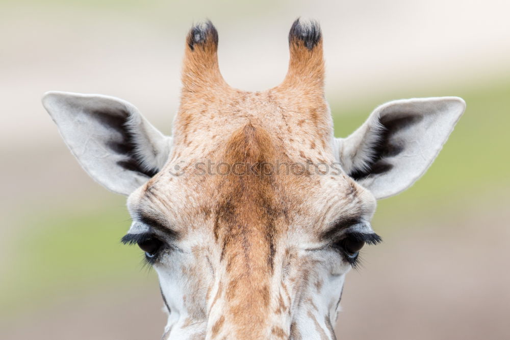 Image, Stock Photo ? Animal Zoo Giraffe 1