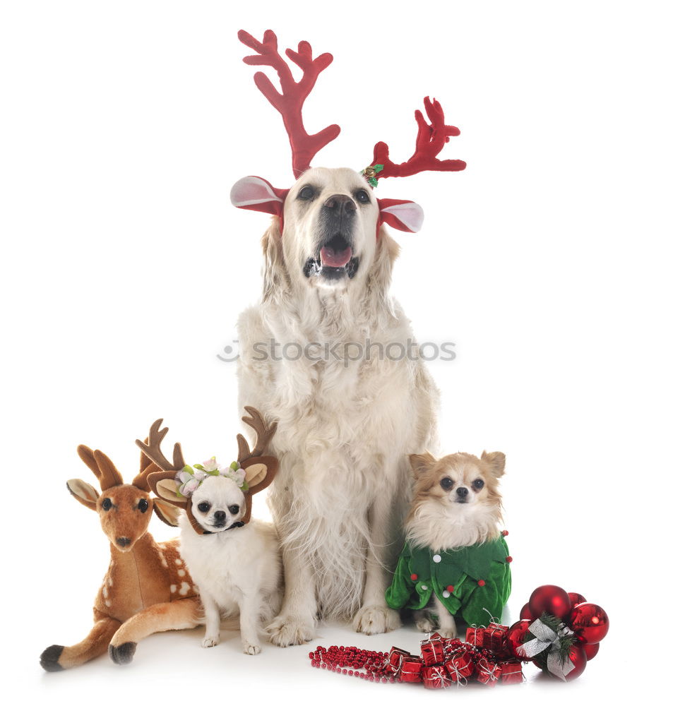 Similar – Dog with antlers at Christmas time