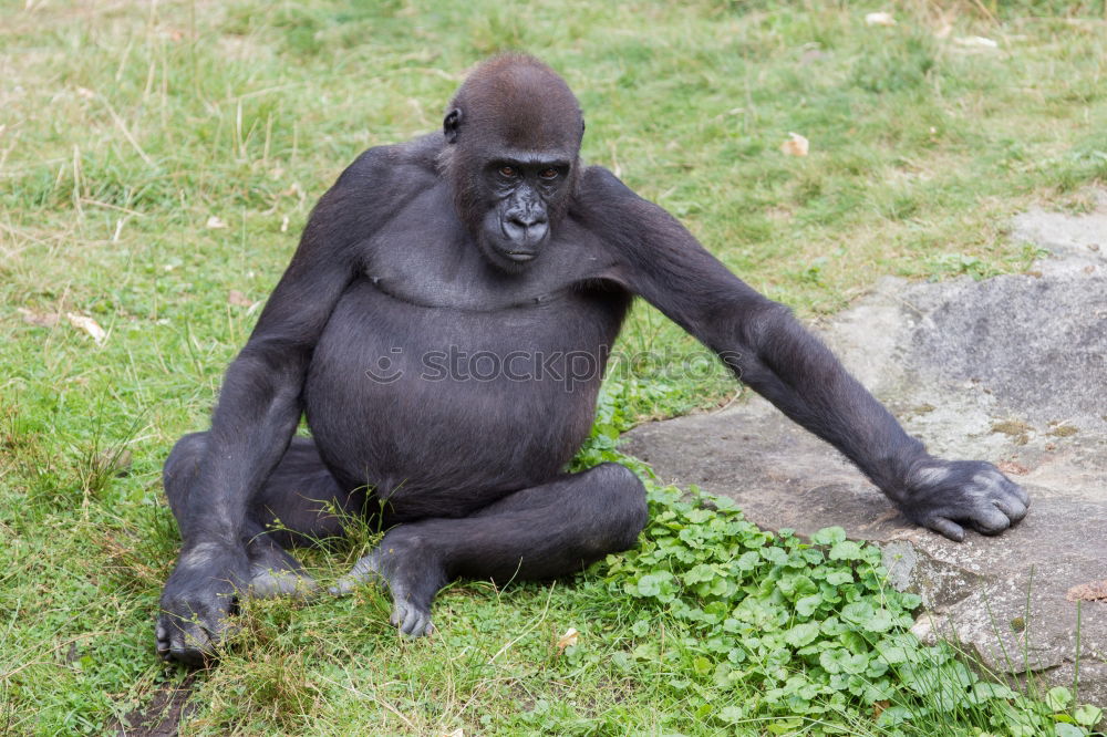 Similar – behind bars Animal