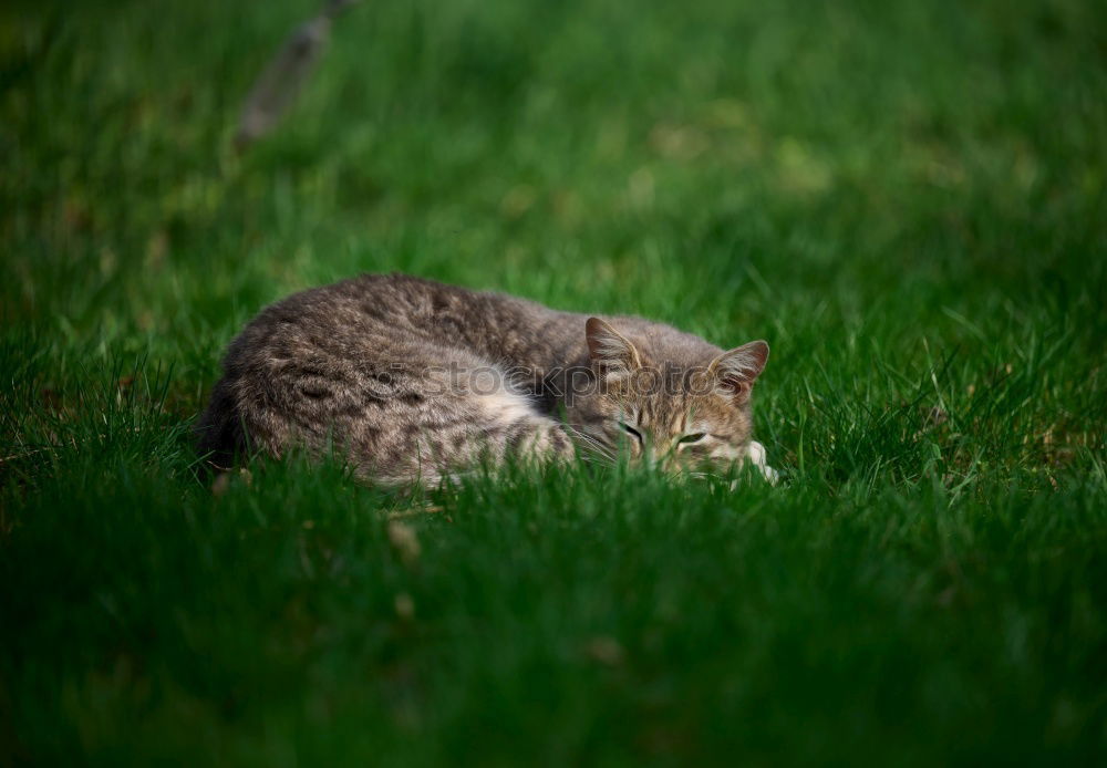 Similar – Hanny Bunny Animal Meadow