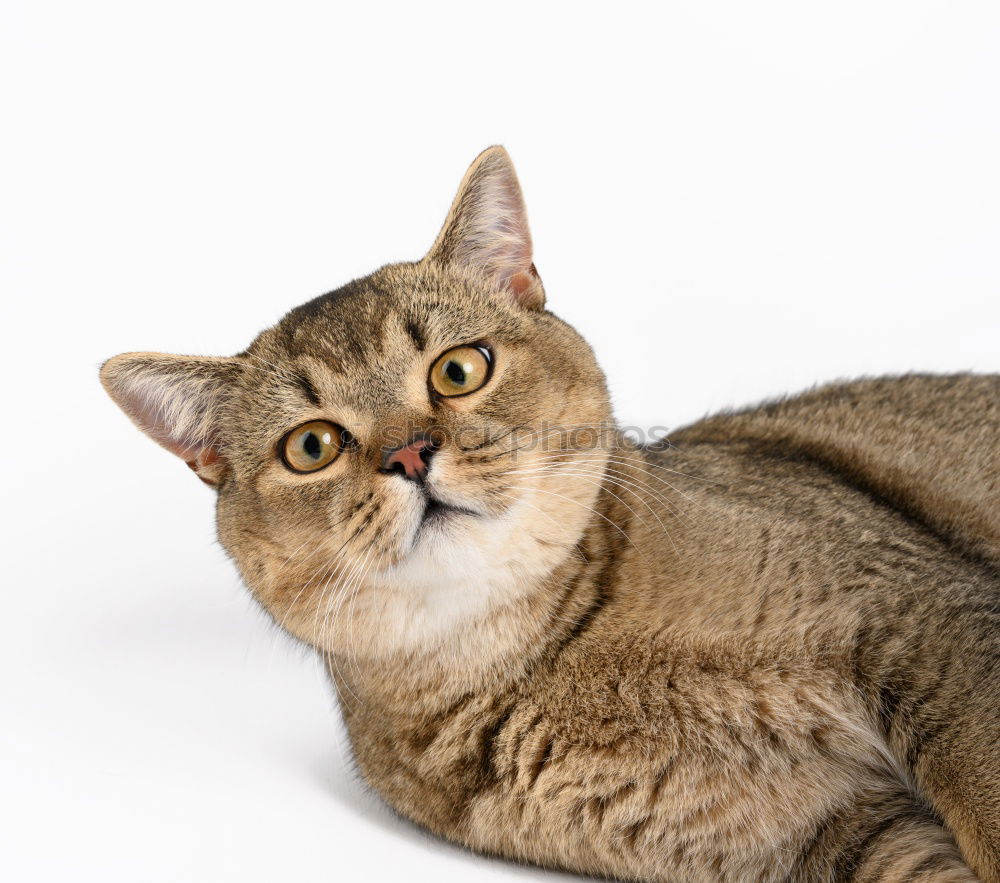 Similar – Image, Stock Photo Cat portrait with yellow eyes