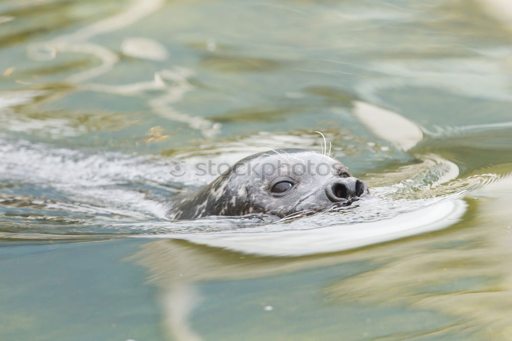 Similar – Foto Bild Augen zu und durch Meer