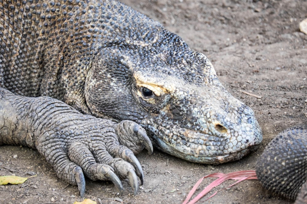 Similar – dragon hand Iguana Lizards