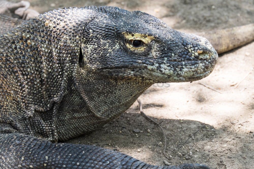 Similar – sea lizard Marine iguana