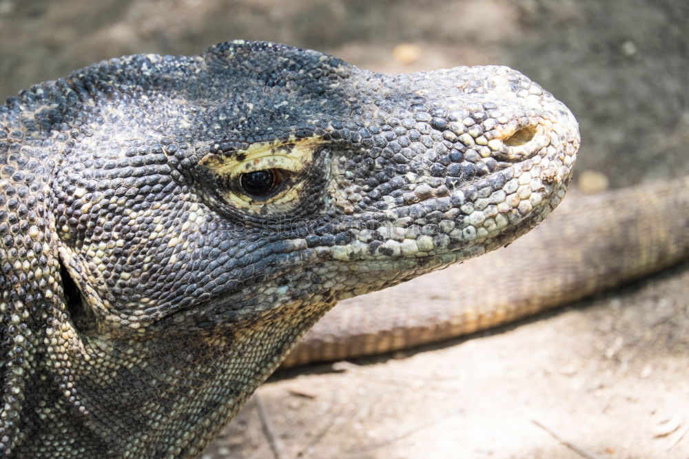 sea lizard Marine iguana