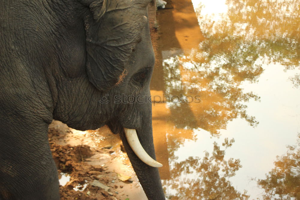 Similar – Image, Stock Photo Photo Safari with Elegant Sri Lanka